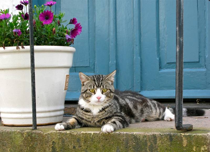 le compost avec de la litière de chat pour nourrir les plantes du jardin