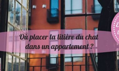 comment placer la litière en appartement ou loft ?