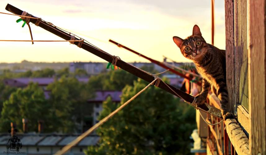 litiere,chat,balcon