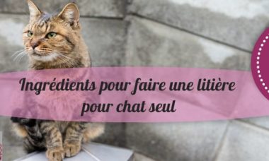 fabrication litiere chat : simple et pas cher