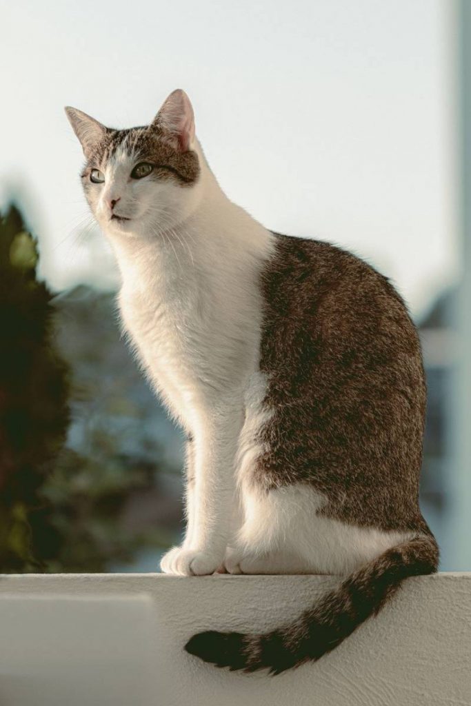 chat balcon appartement