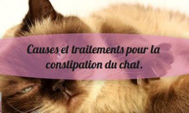 savoir si un chat est constipé