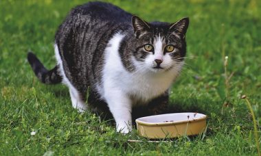 appétit chat