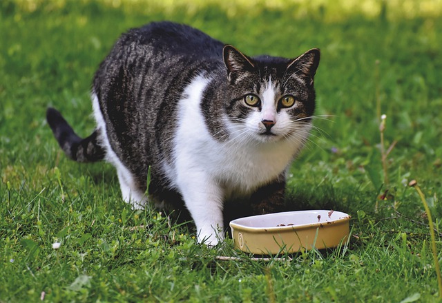 appétit chat