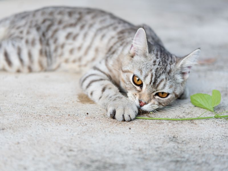 les phéromones pour calmer un chat qui marque