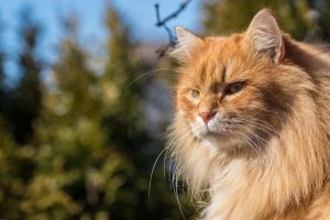 un chat roux qui vient de faire pipi hors de sa maison de toilette pour chat