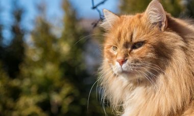 un chat roux qui vient de faire pipi hors de sa maison de toilette pour chat