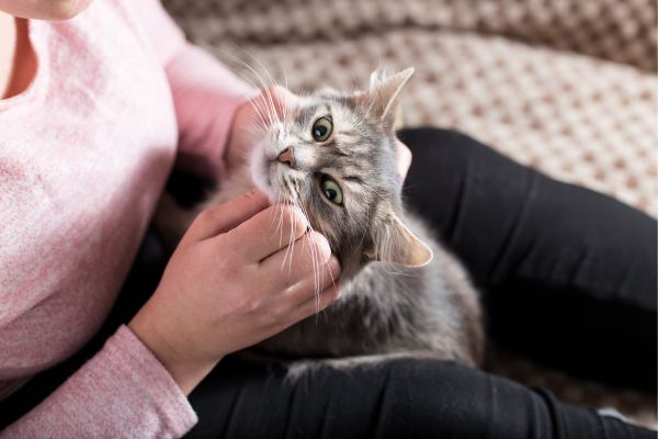 Profitez des moments de câlins avec votre chat pour regarder s'il a des puces