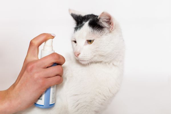 pulvérisation anti-puces sur un chat blanc