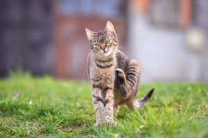 quels sont les meilleurs traitements pour lutter contre les puces chez le chat ?